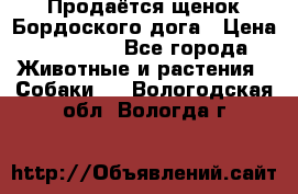 Продаётся щенок Бордоского дога › Цена ­ 37 000 - Все города Животные и растения » Собаки   . Вологодская обл.,Вологда г.